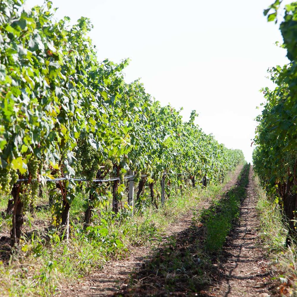 Visite in cantina